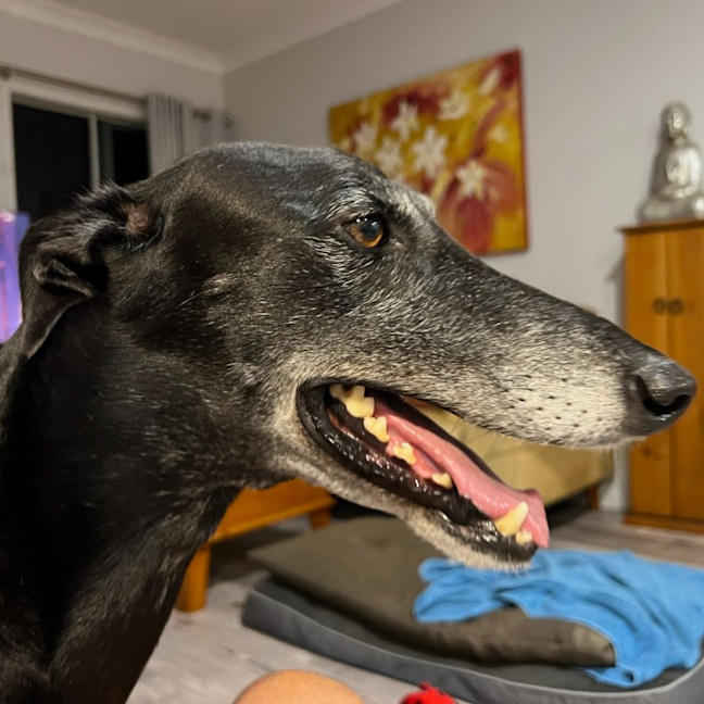 Photo of Boris The Greyhound