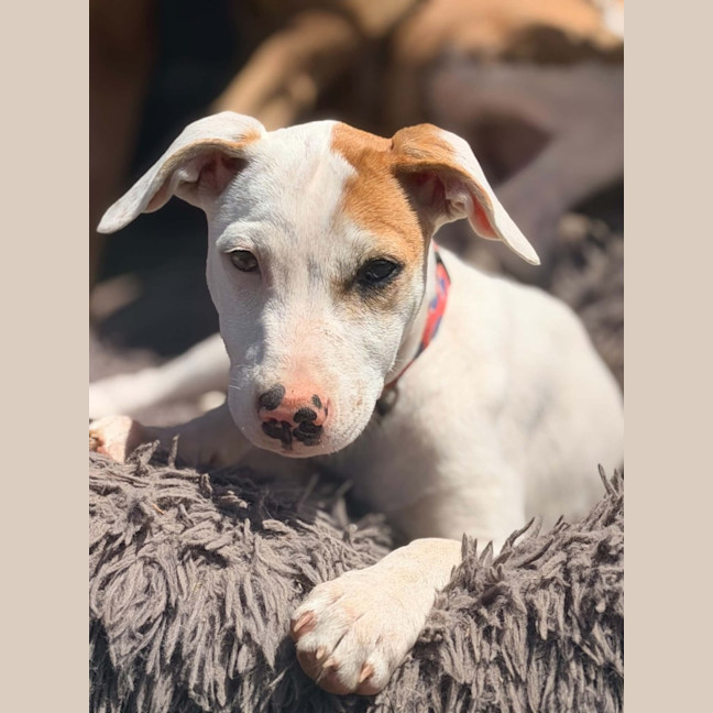 Photo of Chilli
