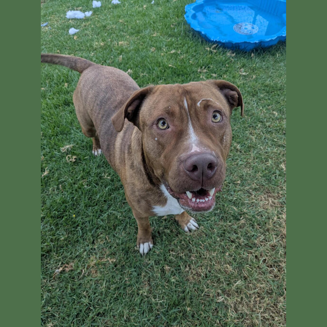 Photo of Maximus