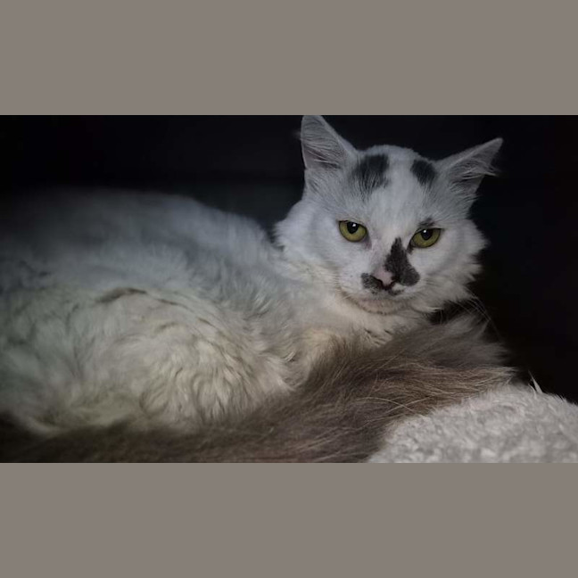 Photo of Jax