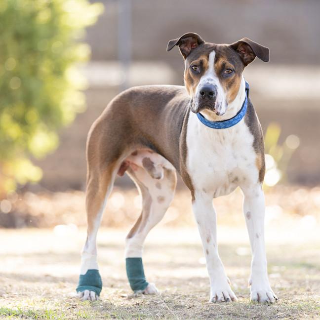 Photo of Buddy