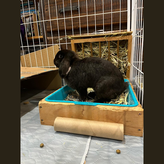 Photo of Smudge With Sooty