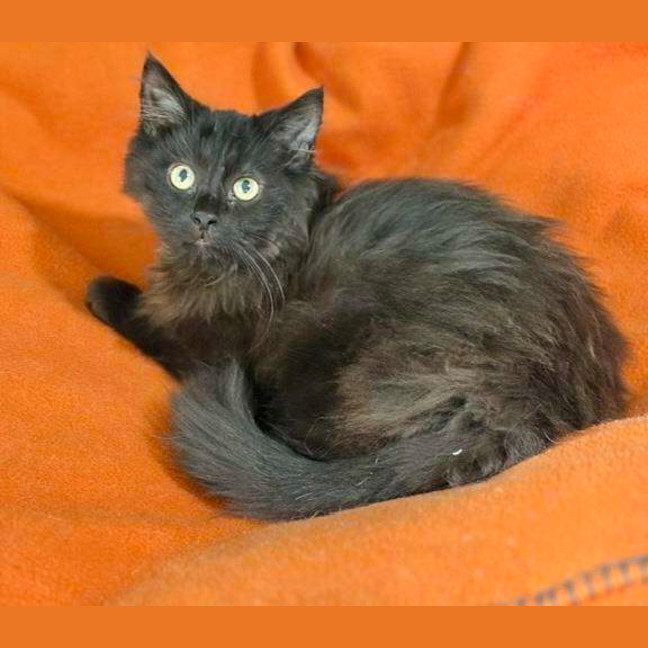 Photo of Binx