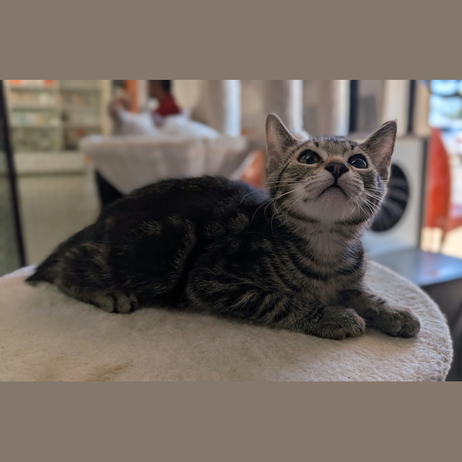 Photo of Fig