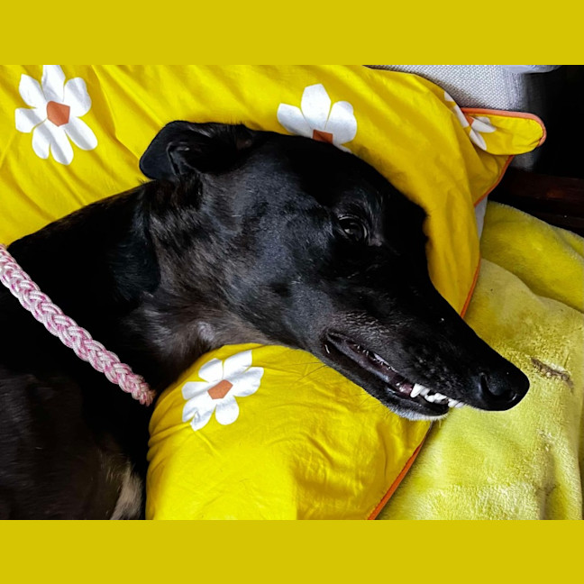 Photo of Peachy The Greyhound