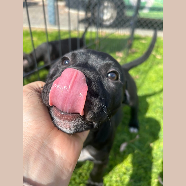 Photo of Crush