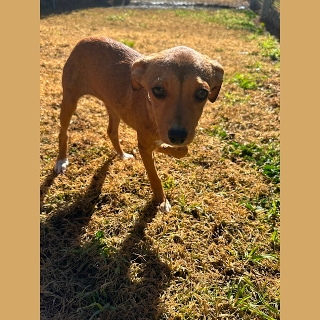 Photo of Dobby