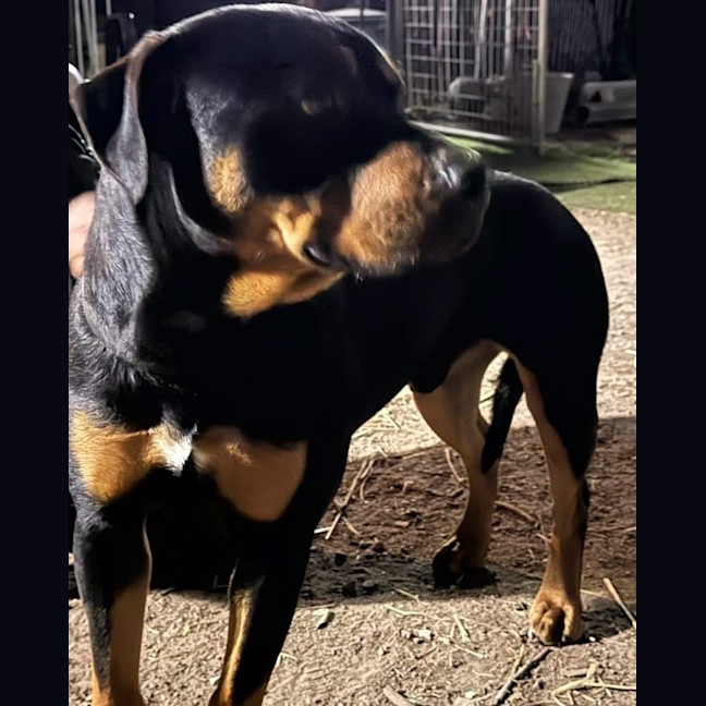 Photo of Bo
