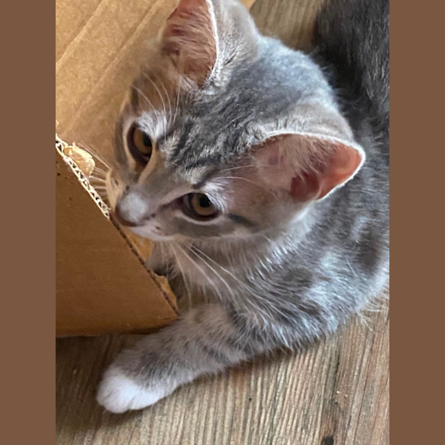 Photo of Aurora   Meet Me At Petstock Chelsea