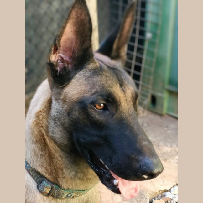 Photo of Milo
