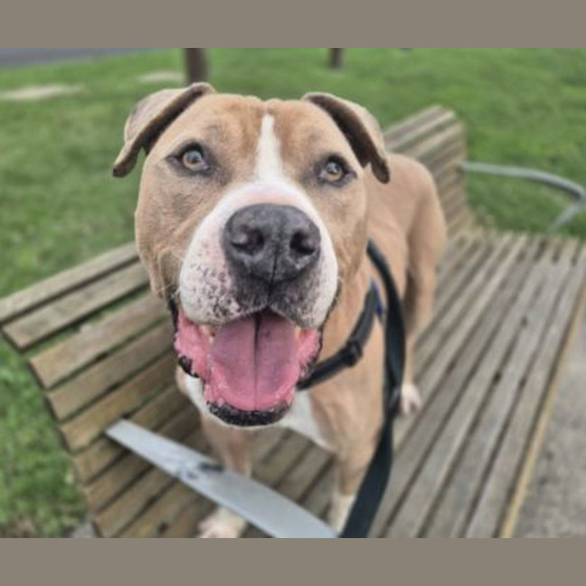 Photo of Tyson