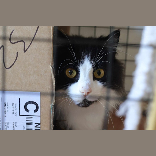 Photo of Chase Brushtail