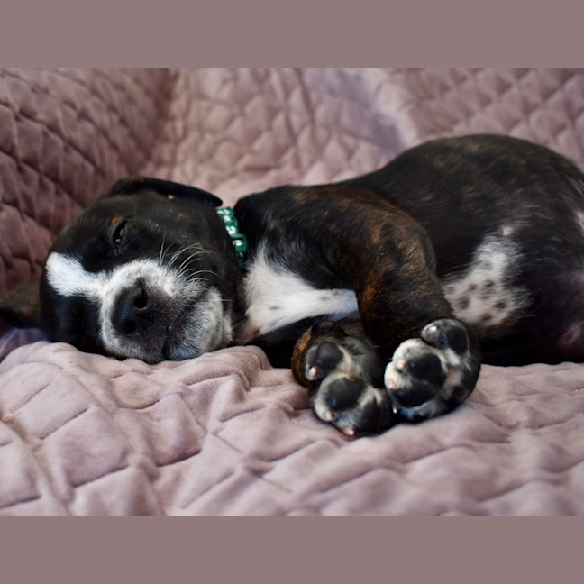 Photo of Samson