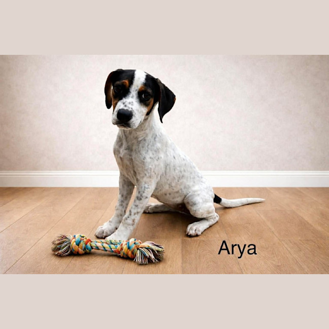 Photo of Arya