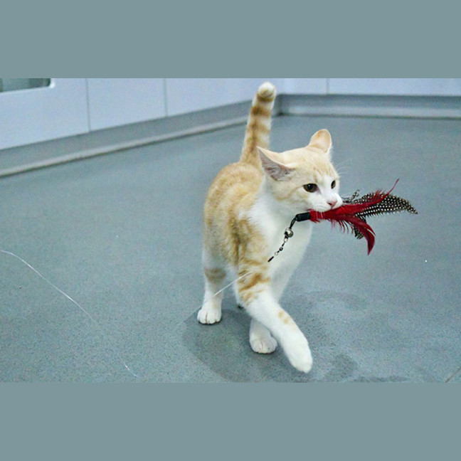 Photo of Bustopher Jones