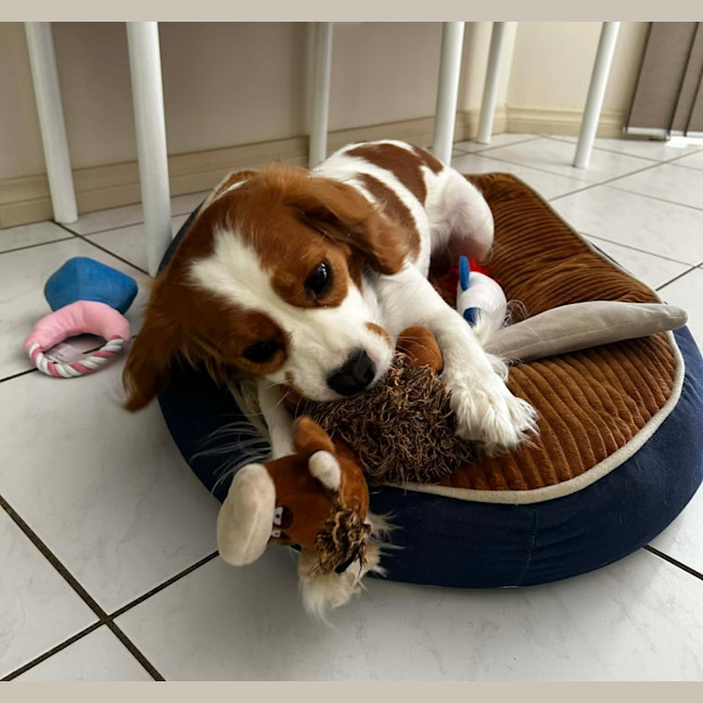 Photo of Bonnie