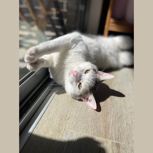 Photo of Missy & Pablo 🌷🐈