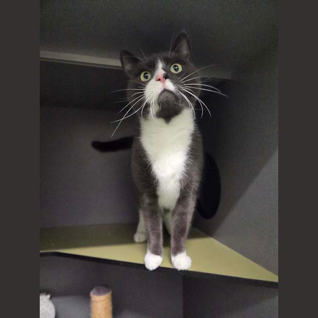 Photo of Loki