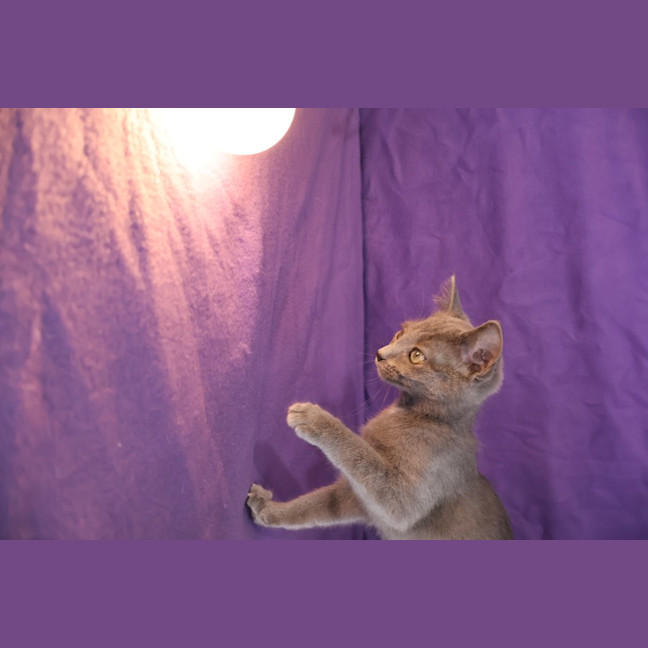 Photo of Cosette