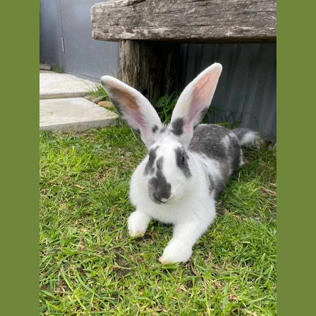 Photo of Lola Bun