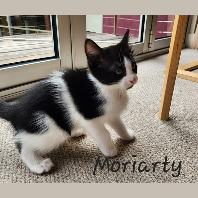 Photo of Moriarty