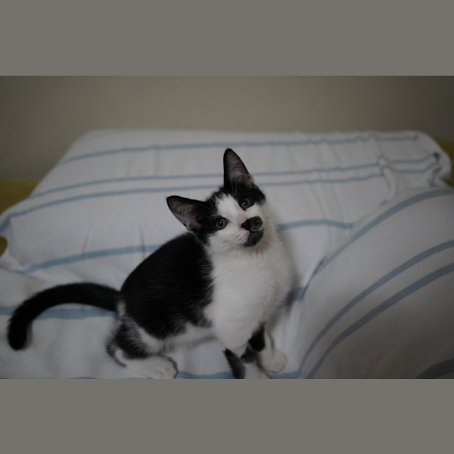 Photo of Pedro