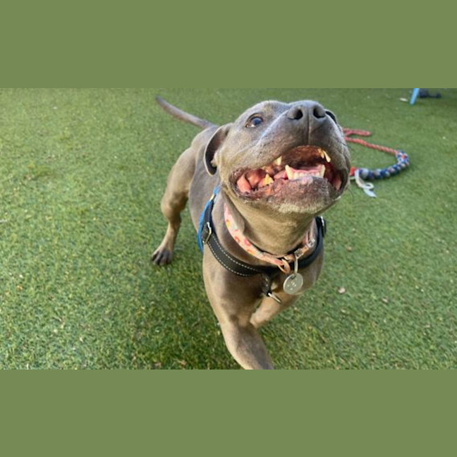 Photo of Penny