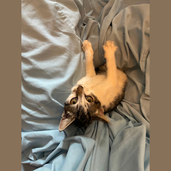 Photo of Polly