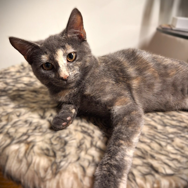 Photo of Cashew