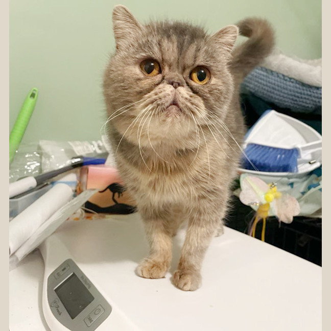 Photo of 🌺Sakura🌺