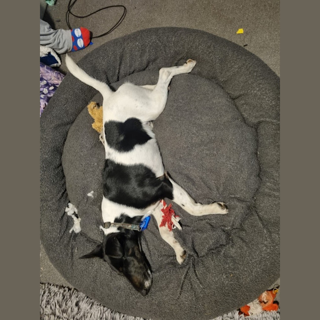 Photo of Lucky