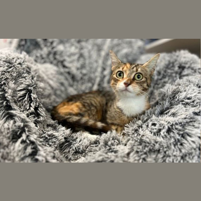 Photo of Pumpkin