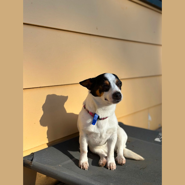 Photo of Minnie   2 Year Old Mini Foxy
