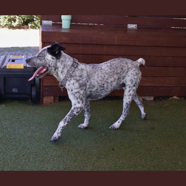 Photo of Bluey
