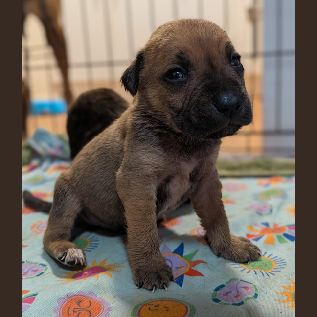 Photo of Dopey