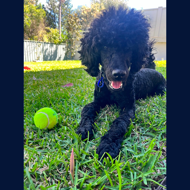 Photo of Keith   1 Year Old Poodle