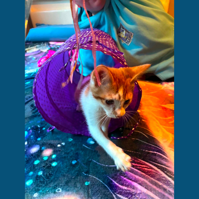 Photo of Niko