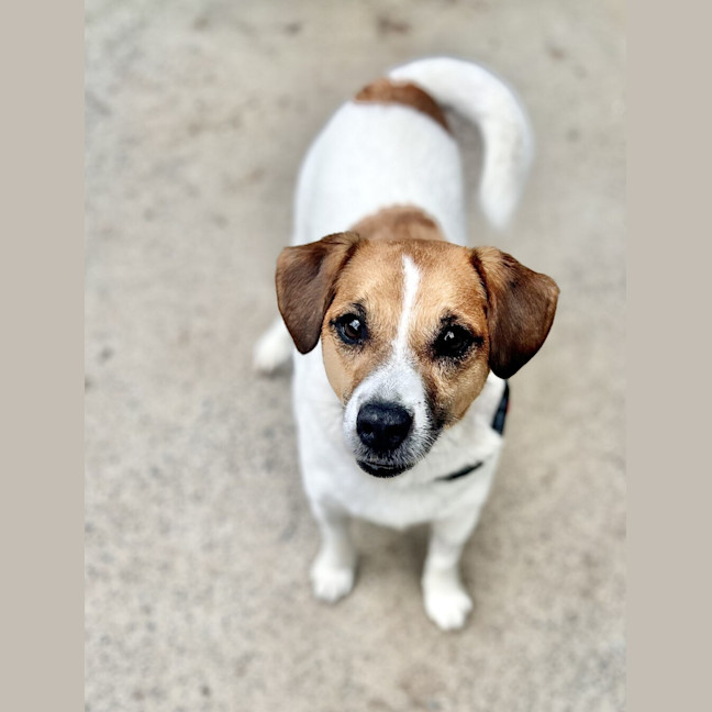 Photo of Jester