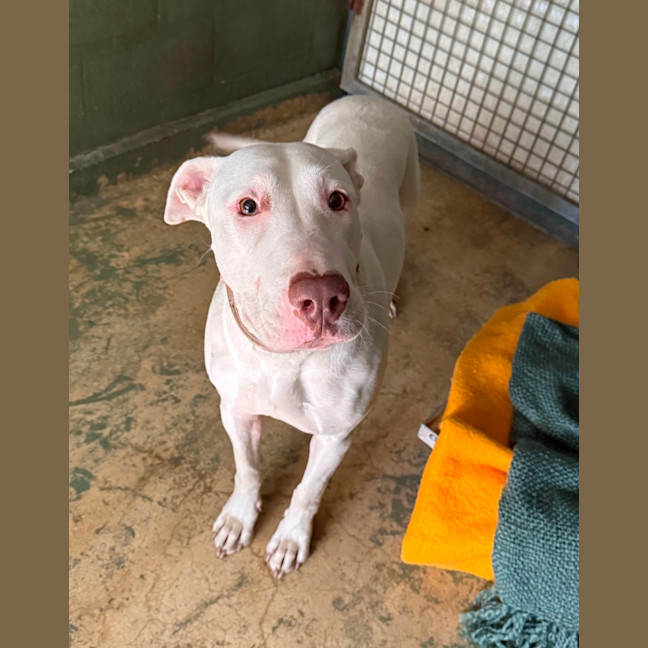 Photo of Queenie (66924)