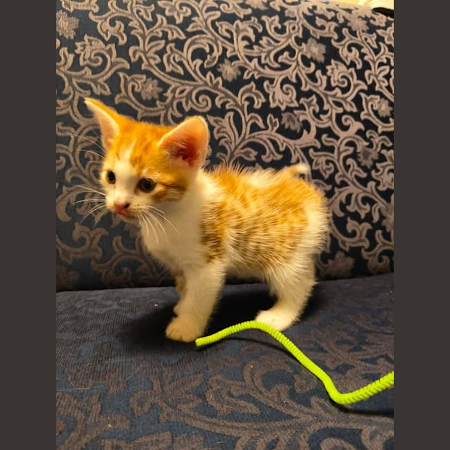 Photo of Ed Sheeran