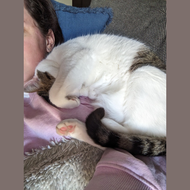 Photo of Merlin   Located In Wallan