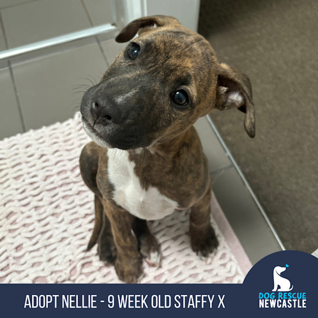Photo of Nellie   9 Week Old Staffy X