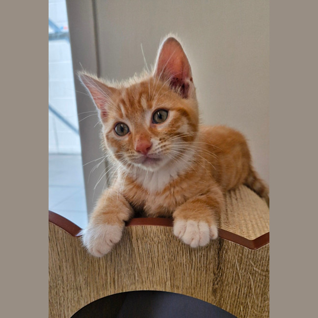 Photo of C1460 Cobie