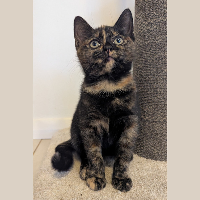 Photo of Nyx