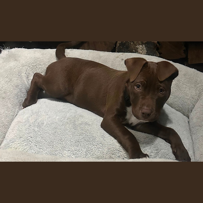 Photo of Jessie ❤️🐶