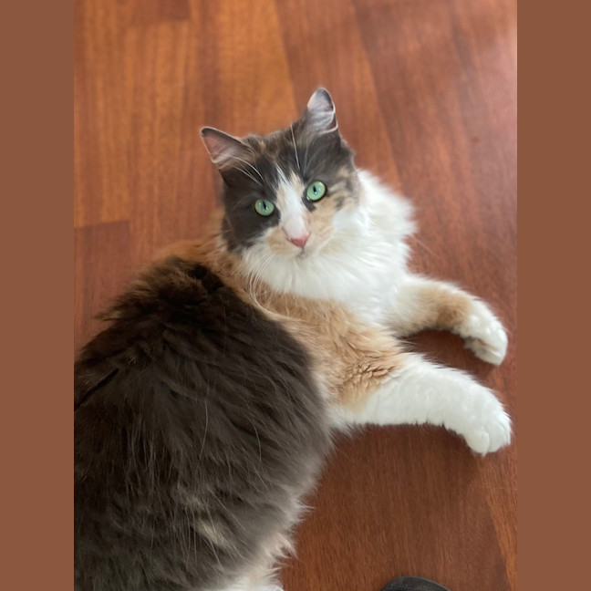 Photo of Pepper