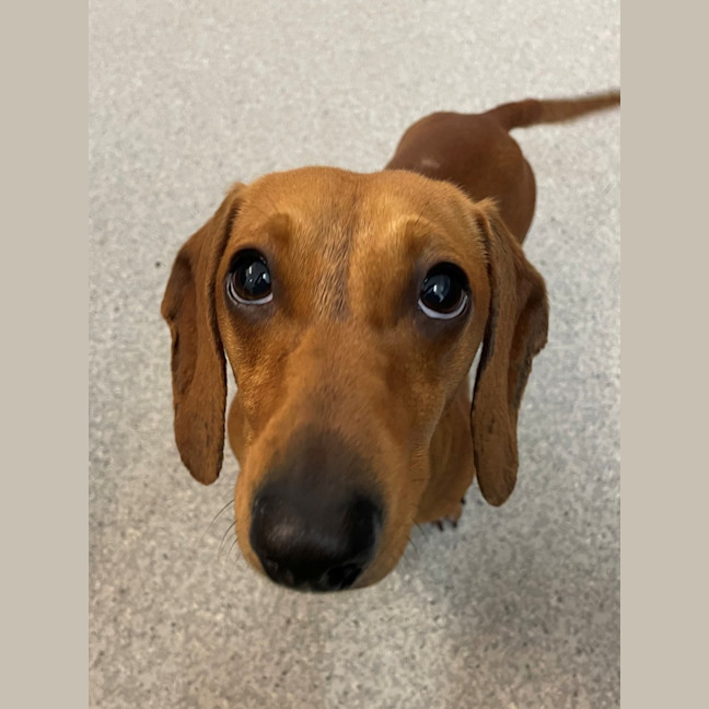 Photo of D1183 Dwayne