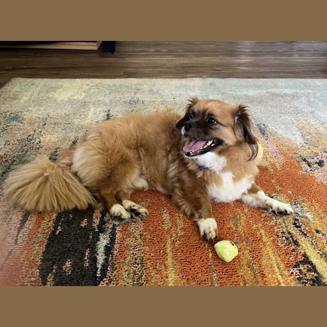 Photo of Matcha 💖Tibetan Spaniel (On Trial 3/2/26)
