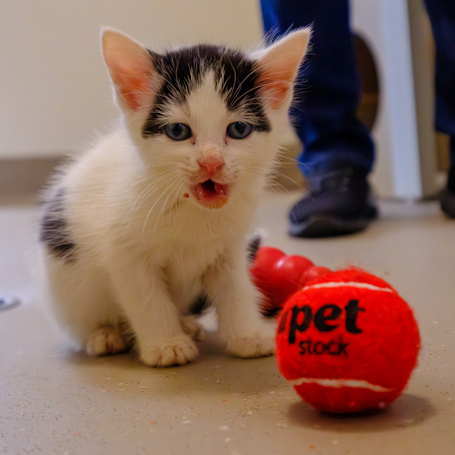 Photo of C1444 Spotty