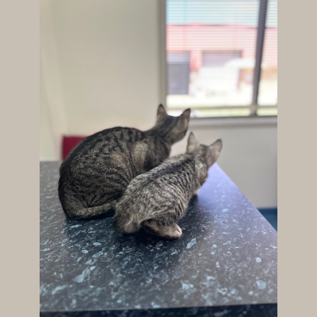 Photo of Luna And Star 